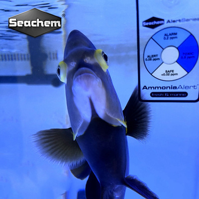 美国海化Seachem阿摩尼亚氨含量警报卡淡海通用NH3氨卡海化氨PH卡