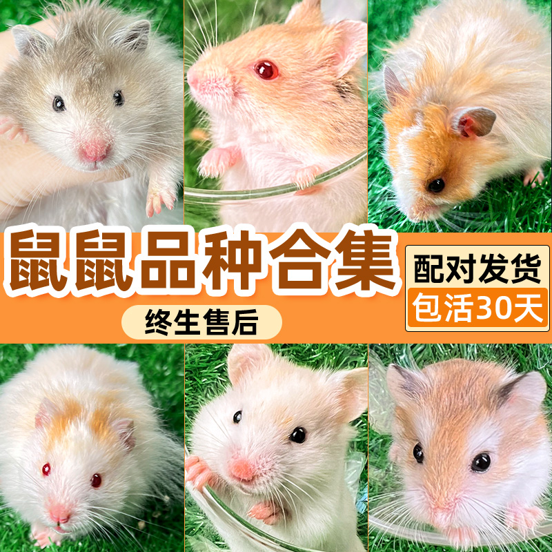 仓鼠活物公母配对免打疫