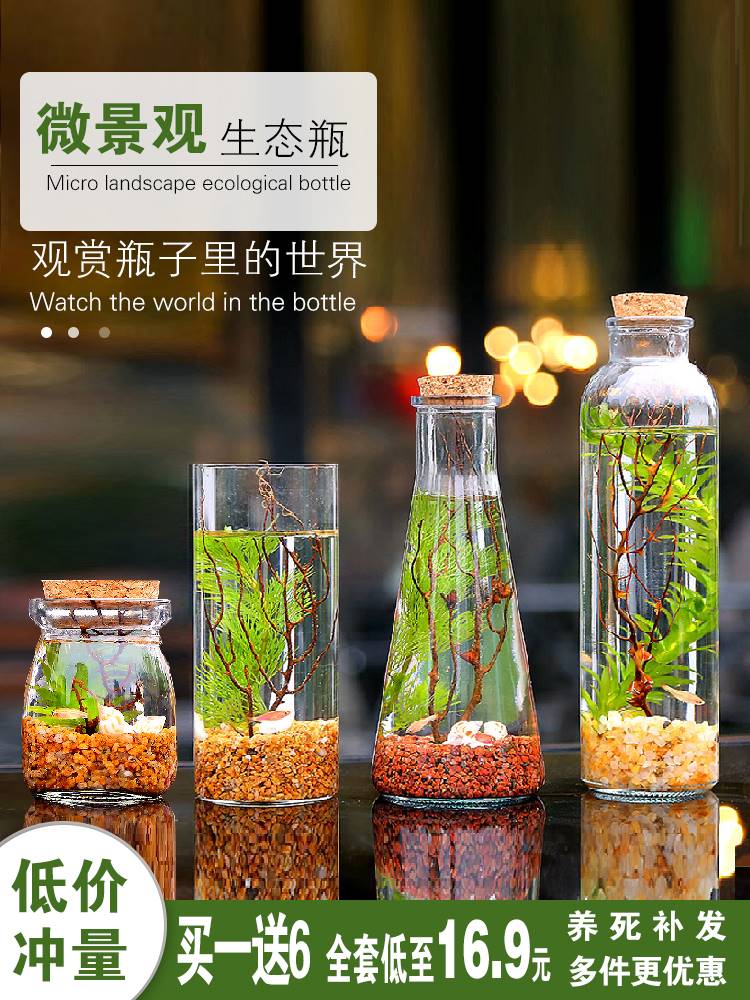 生态瓶鱼微景观斑马斗免