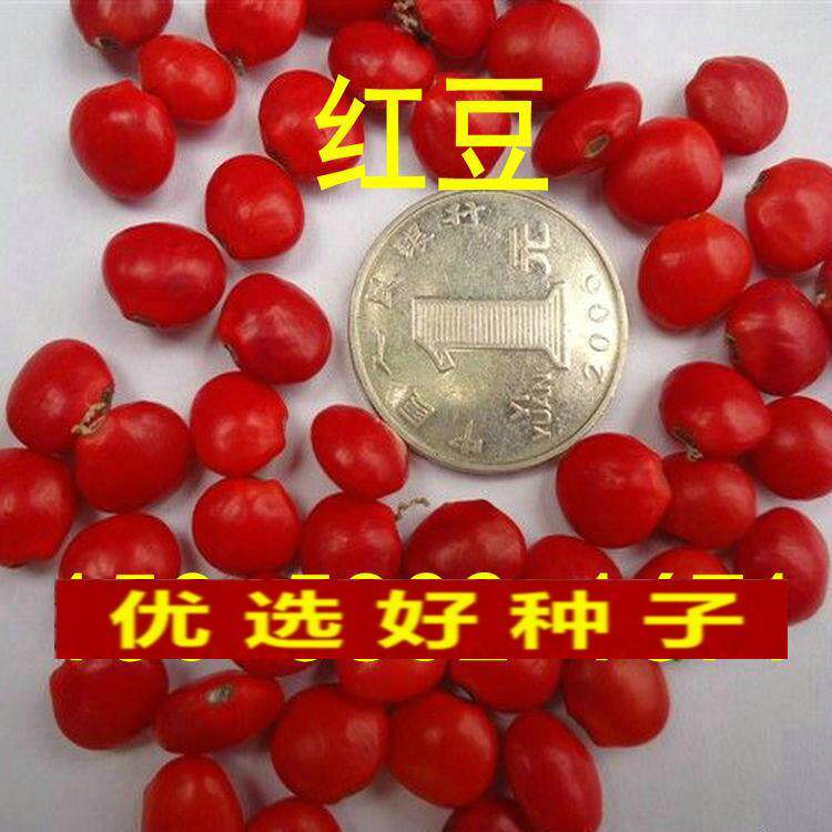 新采红豆种子别称相思豆海红豆种子花梨木种子此物最相思