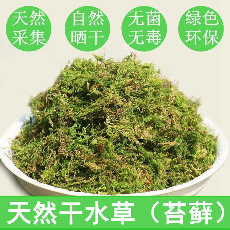 乌龟水陆两生动物饲养爬虫宠物的水草冬眠睡觉垫窝干苔藓兰花土壤,金属材料及制品,金属罐/桶/瓶,淘宝优惠券,粉丝福利购,淘宝优惠卷