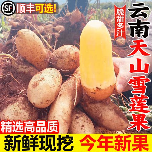 云南天山雪莲果9斤新鲜红沙泥雪莲果新鲜水果时令水果整箱包邮