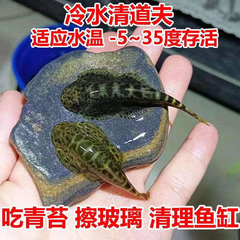 冷水清道夫鱼华吸鳅四川虎纹鳅峨眉后平鳅贵州爬岩鳅擦玻璃清洁鱼