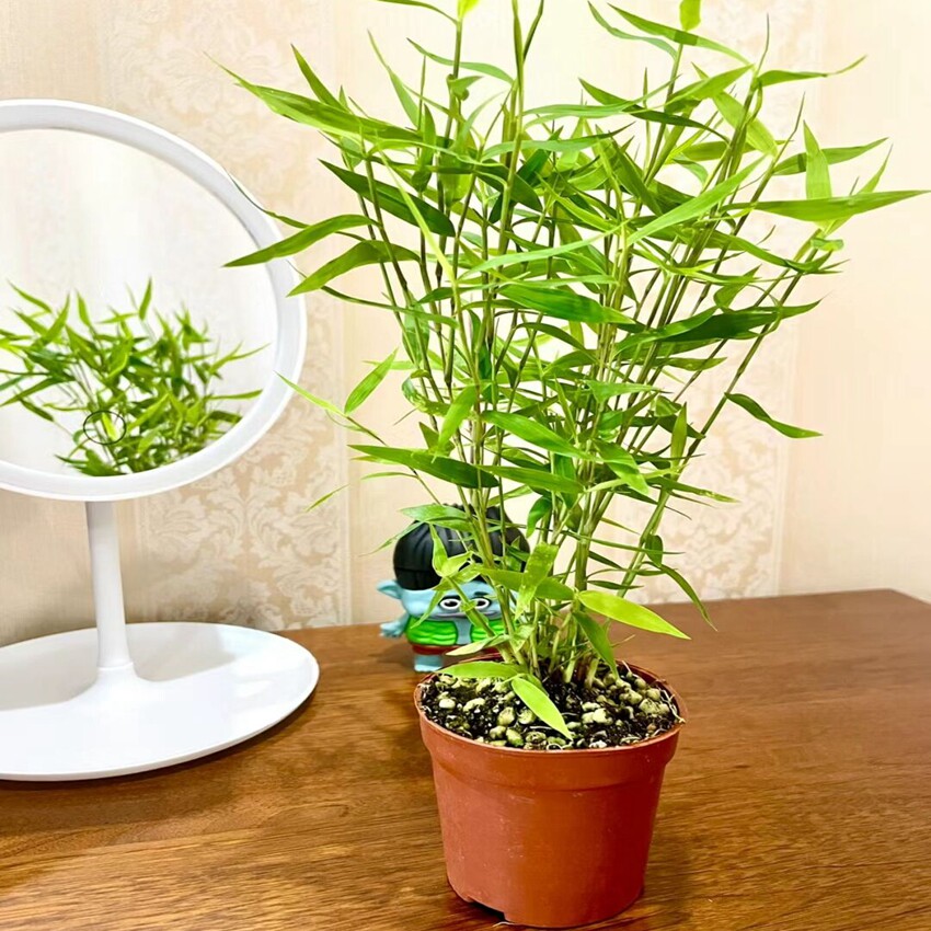 一朵家姬翠竹黄金姬竹绿植植物观叶盆景室内桌面迷你小型茶几盆栽