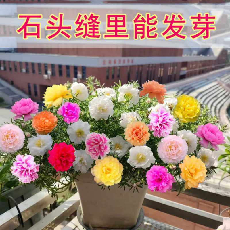 重瓣太阳花花种子室外种孑花种籽子包邮花籽四季开花室内花卉易活