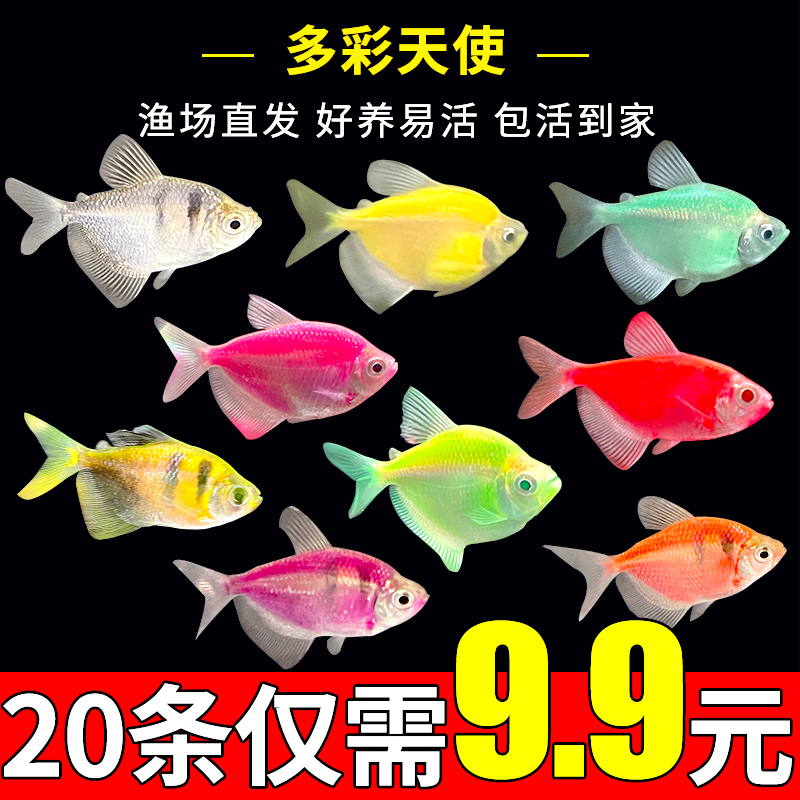 天使鱼小金鱼活鱼七彩鱼灯科鱼孔雀鱼斑马老虎鱼小型热带观赏鱼活