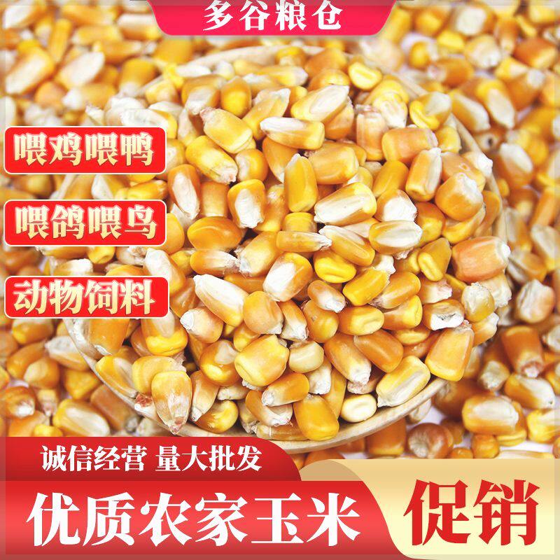 东北新玉米粒鸟食喂鸡鸭鹅鸽子饲料干货散装老式玉米颗粒包邮