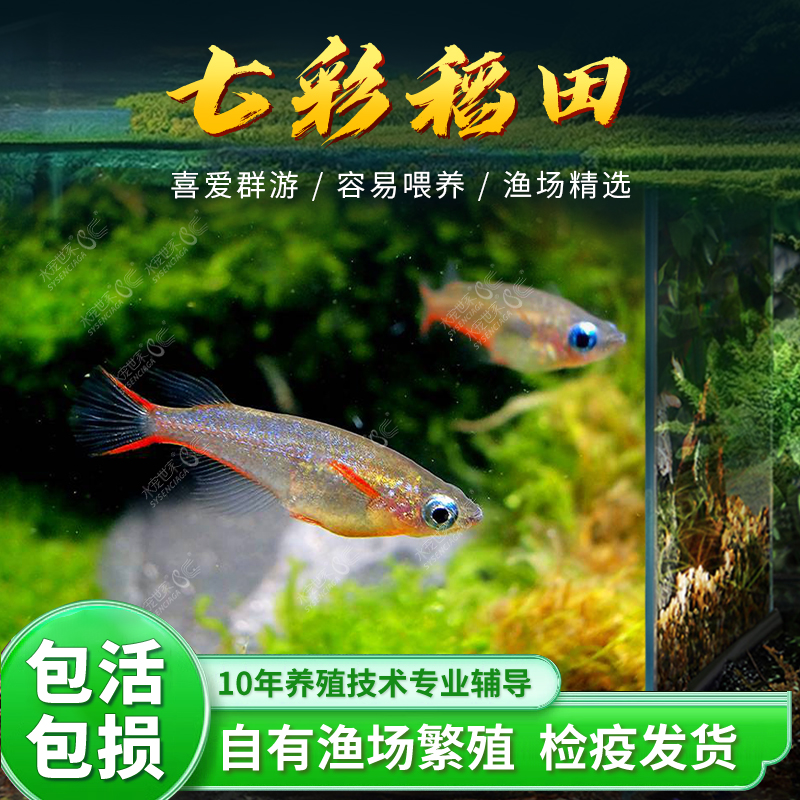 七彩稻田鱼小型热带淡水