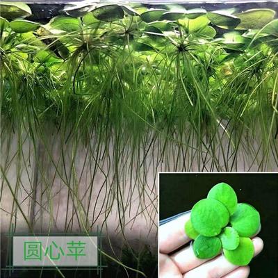 浮萍圆心水草植物造景净