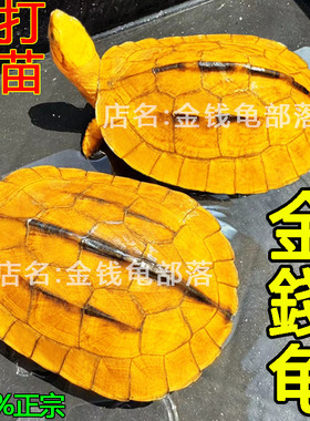 纯正金钱龟  招财宠物石金钱小青龟苗家养长寿小乌龟活物海南三线