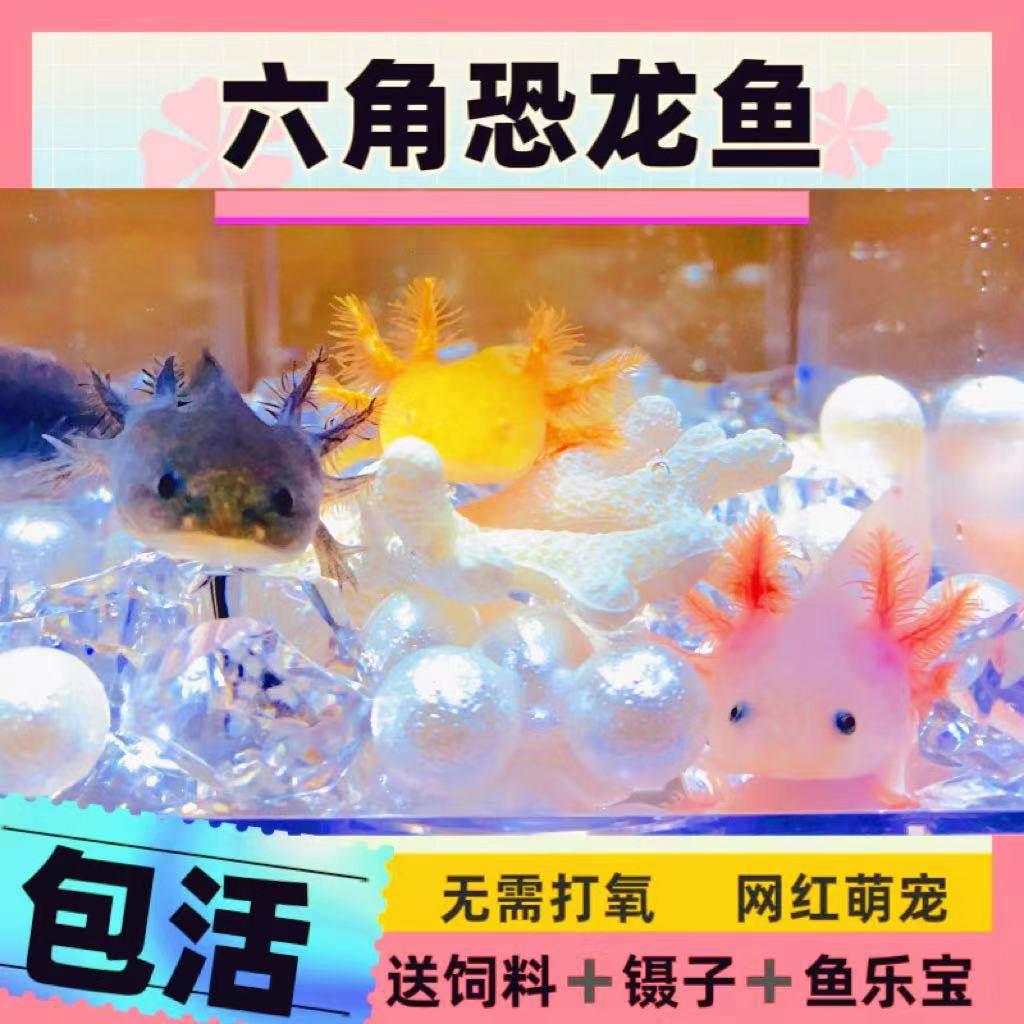 六角恐龙鱼蝾螈观赏鱼冷水鱼无需打氧好养易活懒人鱼可爱宠物鱼