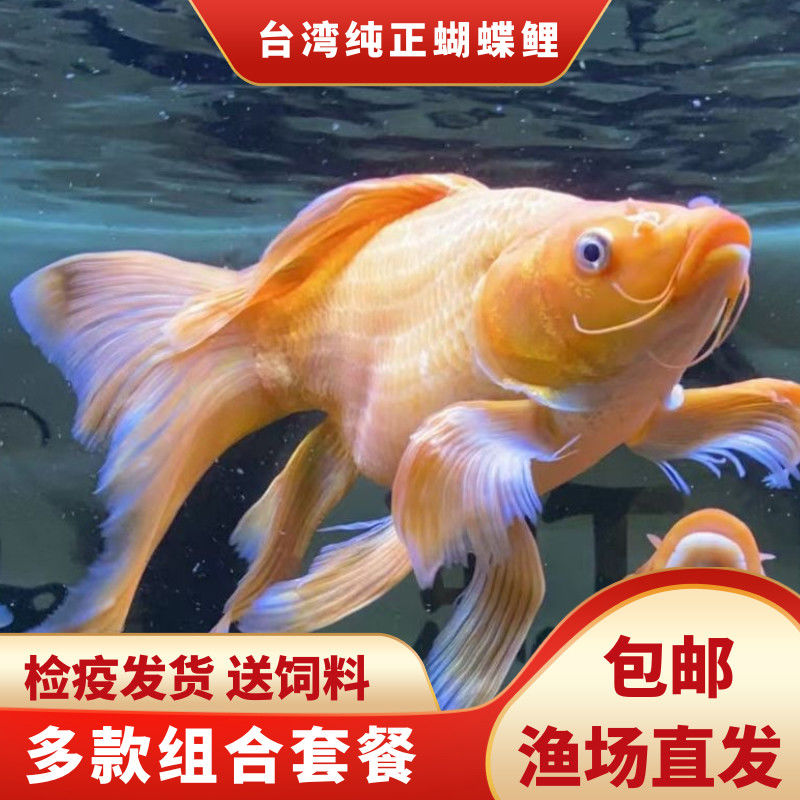 蝴蝶鲤鱼苗正宗台湾贵妃