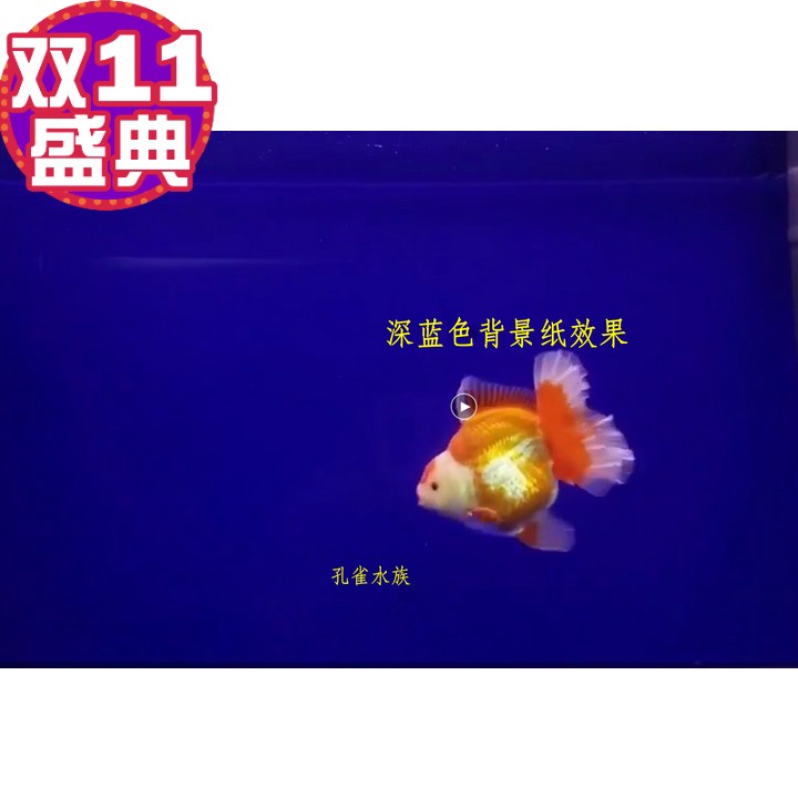 鱼缸水族箱黑色蓝背景纸