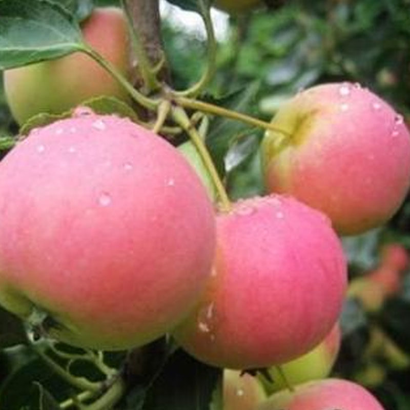 东北黄太平沙果树苗小苹果观赏食用品种盆栽地栽耐寒海棠果结果苗