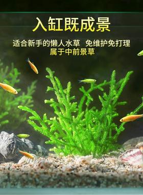 鹿角榕鹿角苔万年藓水草植物鱼缸造景摆件活体耐活耐低温苔藓H831