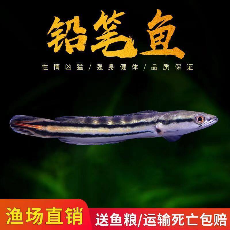 铅笔鱼苗鱼雷龙小盾鳢多曼大型凶猛肉食龙鱼热带观赏鱼苗