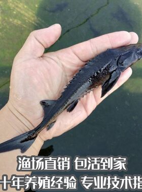 鲟龙鱼中华观赏淡水冷宠
