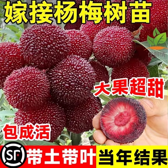杨梅苗树苗正宗嫁接东魁