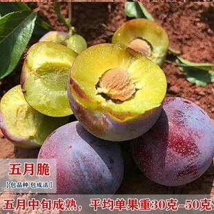 五月脆李子树苗凤凰李苗早熟一点红四川嫁接脱骨李子苗川果树果苗