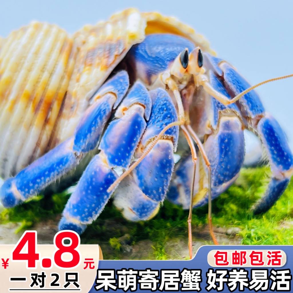 陆生寄居蟹宠物活淡水草