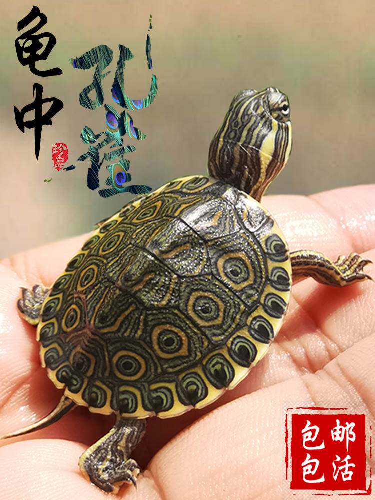 小乌龟活物大巴西龟苗适合家养的乌龟大河甜甜圈龟杂食好养深水龟