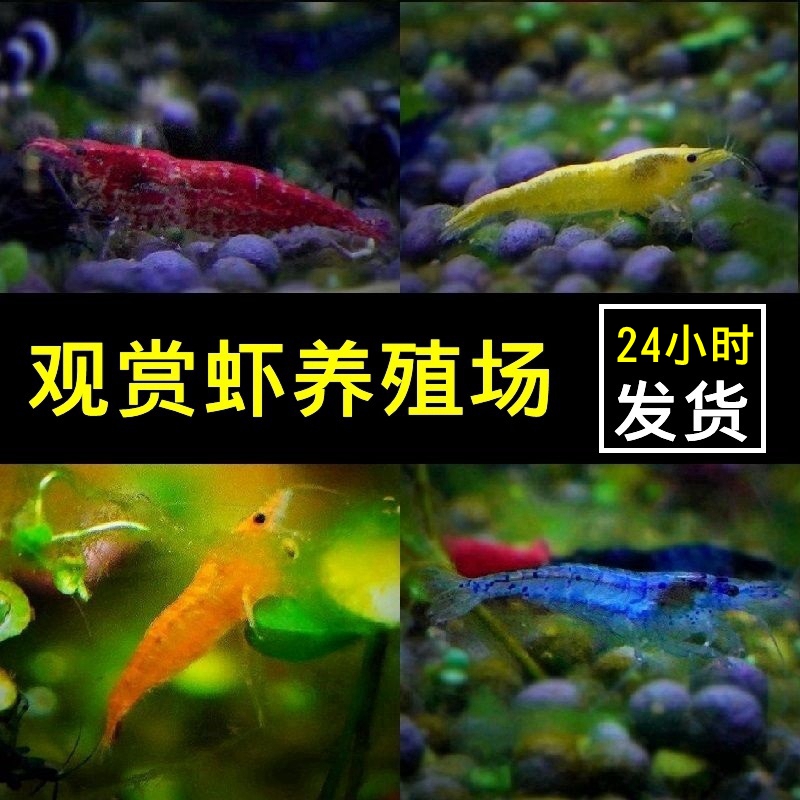 观赏虾活体鱼缸除藻清洁