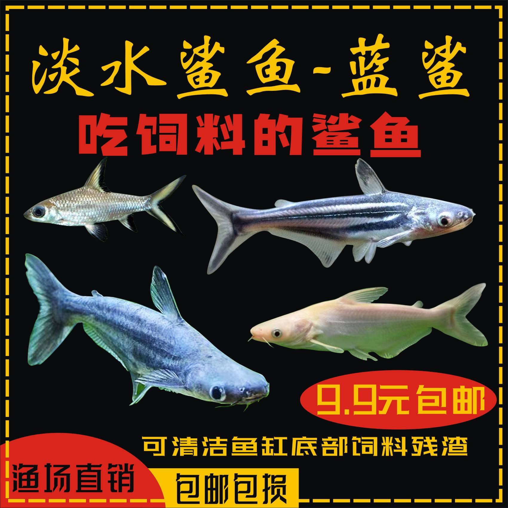 蓝鲨观赏鱼热带大型龙配