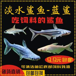 蓝鲨观赏鱼热带鱼大型鱼龙鱼配鱼淡水宠物鱼好养活体鲨鱼白化鲨鱼
