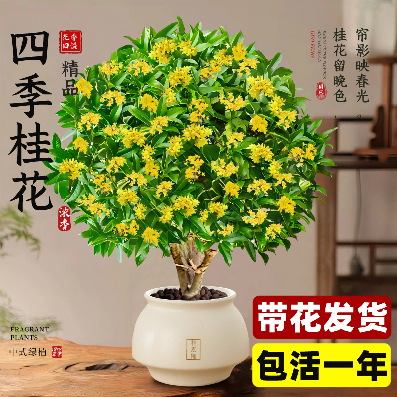 桂花树四季盆栽苗室内桌面开花植物可食用阳台庭院浓香型花卉绿植