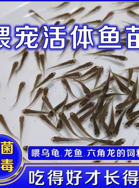 麦穗鱼苗饲料活杂小银龙