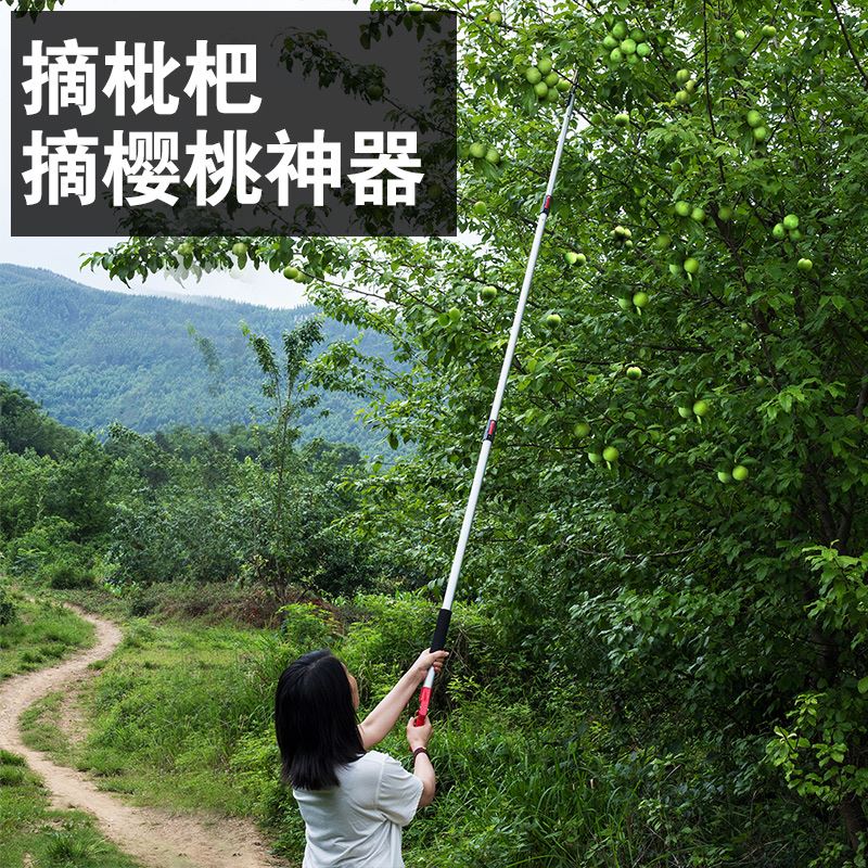 摘水果采枇杷香椿树枝高