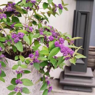 紫珠盆栽多年生耐热耐寒阳台庭院耐养观果植物盆景庭院花镜造景花