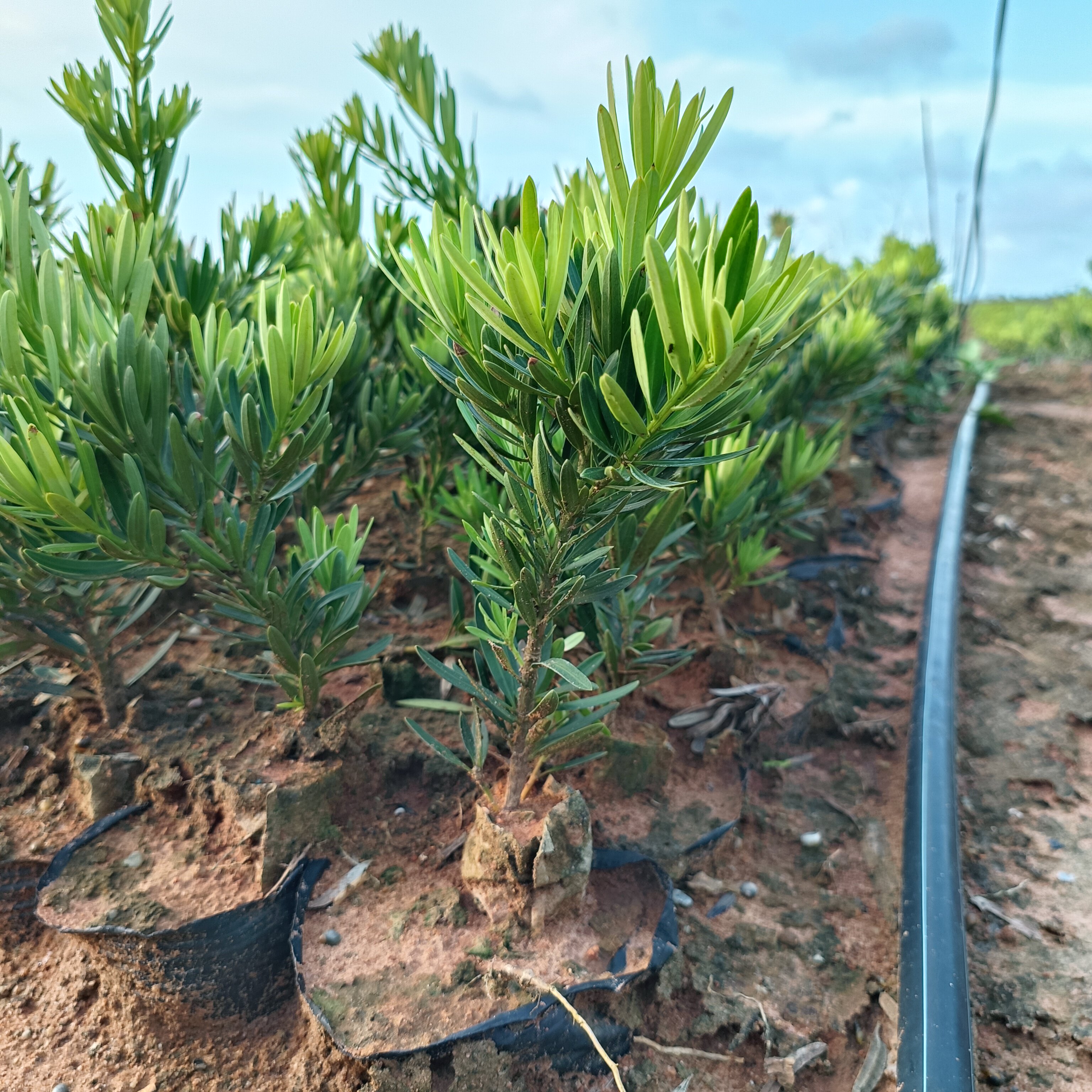 海岛菊花心罗汉松绿芽四季常绿小盆栽桌面绿植园艺新品种造型盆景