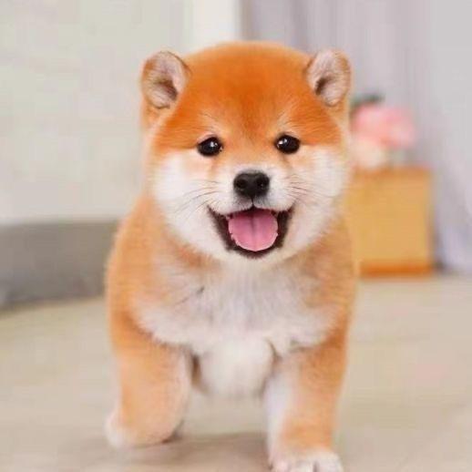 柴犬混血网红可爱真狗超萌精品幼犬狗狗狗日本赤柴家养秋田小型犬