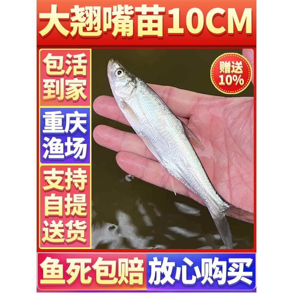 翘嘴鱼苗米级大型淡水养殖食用红尾翘壳鲌大白刁重庆四川本地鱼苗
