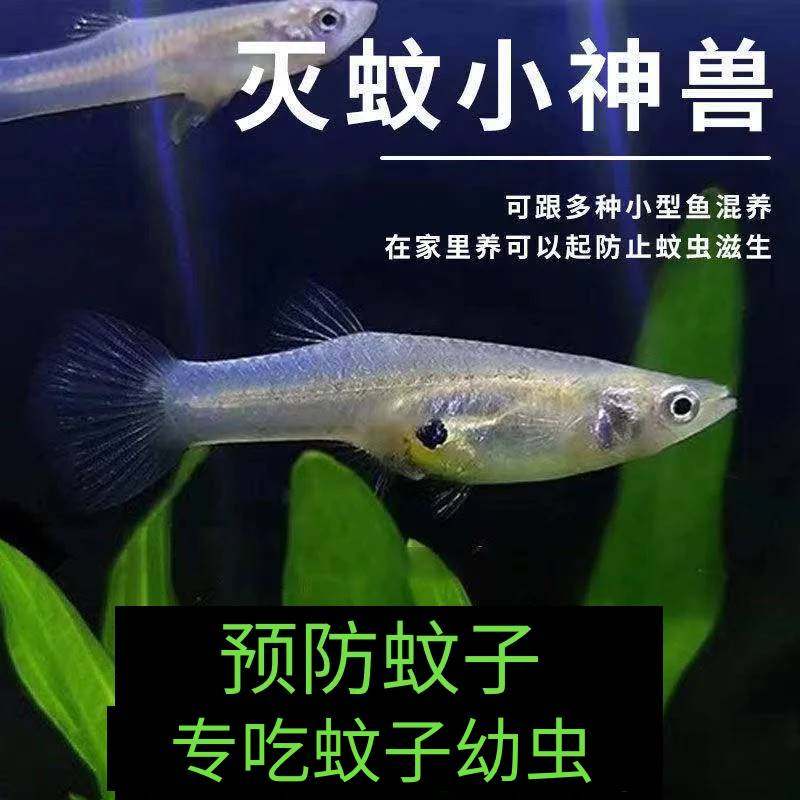 麦穗鱼食蚊鱼原生观赏鱼活体喂乌龟龙鱼开口饲料,农用物资,苗木固定器/支撑器,淘宝优惠券,粉丝福利购,淘宝优惠卷