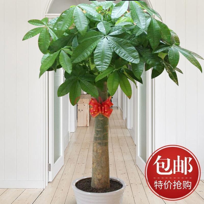 三杆大发财树棵客厅盆栽