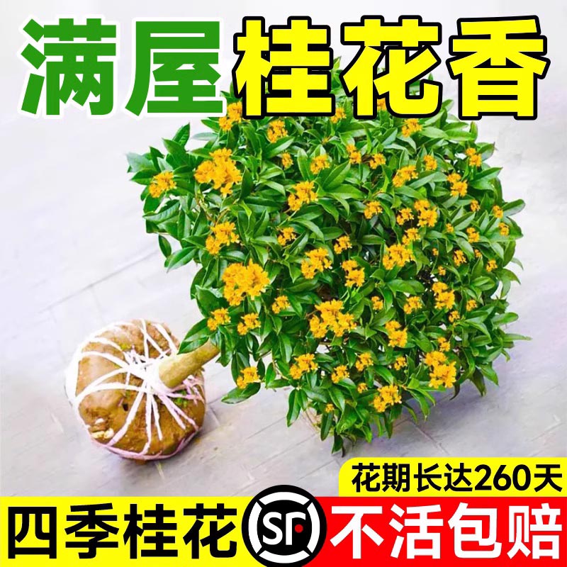 八月桂花树苗四季桂盆栽室内花卉植物金桂丹桂庭院大树浓香型绿植