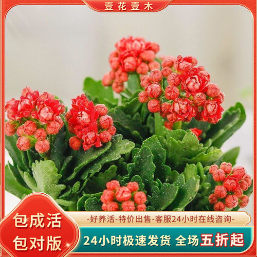 长寿花盆栽四季开重瓣大