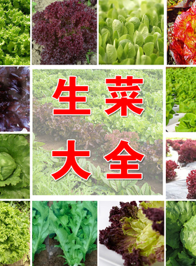 罗马生菜种孑奶油红叶紫色四季阳台生吃种籽子意大利包心球形子种