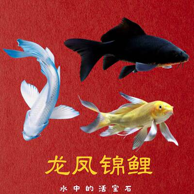 进口锦鲤白金龙凤黄黑活