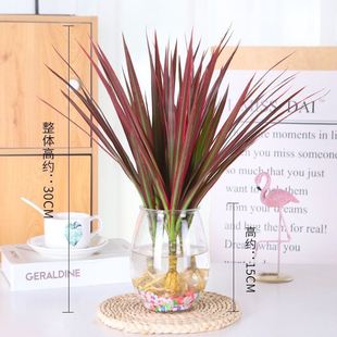 水培七彩铁五彩千年木小盆栽花卉植物室内花三色龙血树办公室绿植