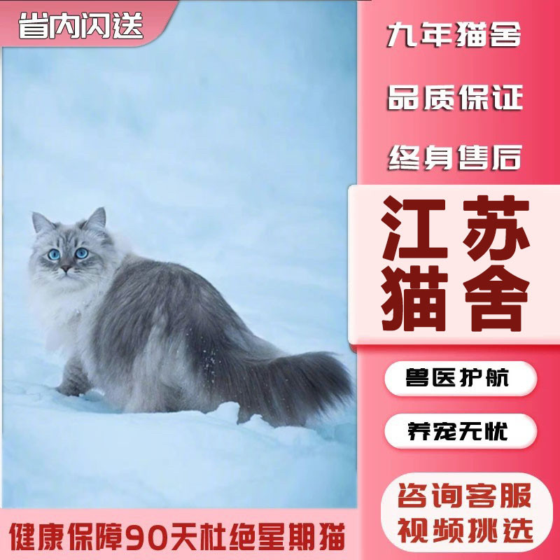 纯种西伯利亚森林幼猫长毛传统色涅瓦色俄罗斯国猫双血统赛级猫舍
