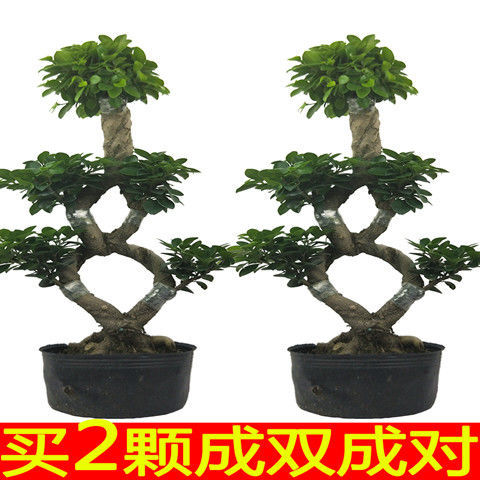 8字金钱榕树绿植大型室外盆栽阳台花卉提根人参榕树盆景植物 老桩