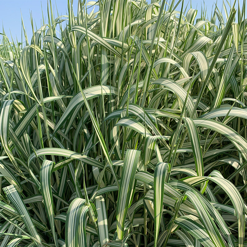 四季易种玉带草易活宿根花卉公园点缀草耐寒耐热阳台庭院工程绿化