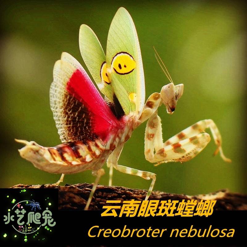 包邮现货眼斑螳螂活体好