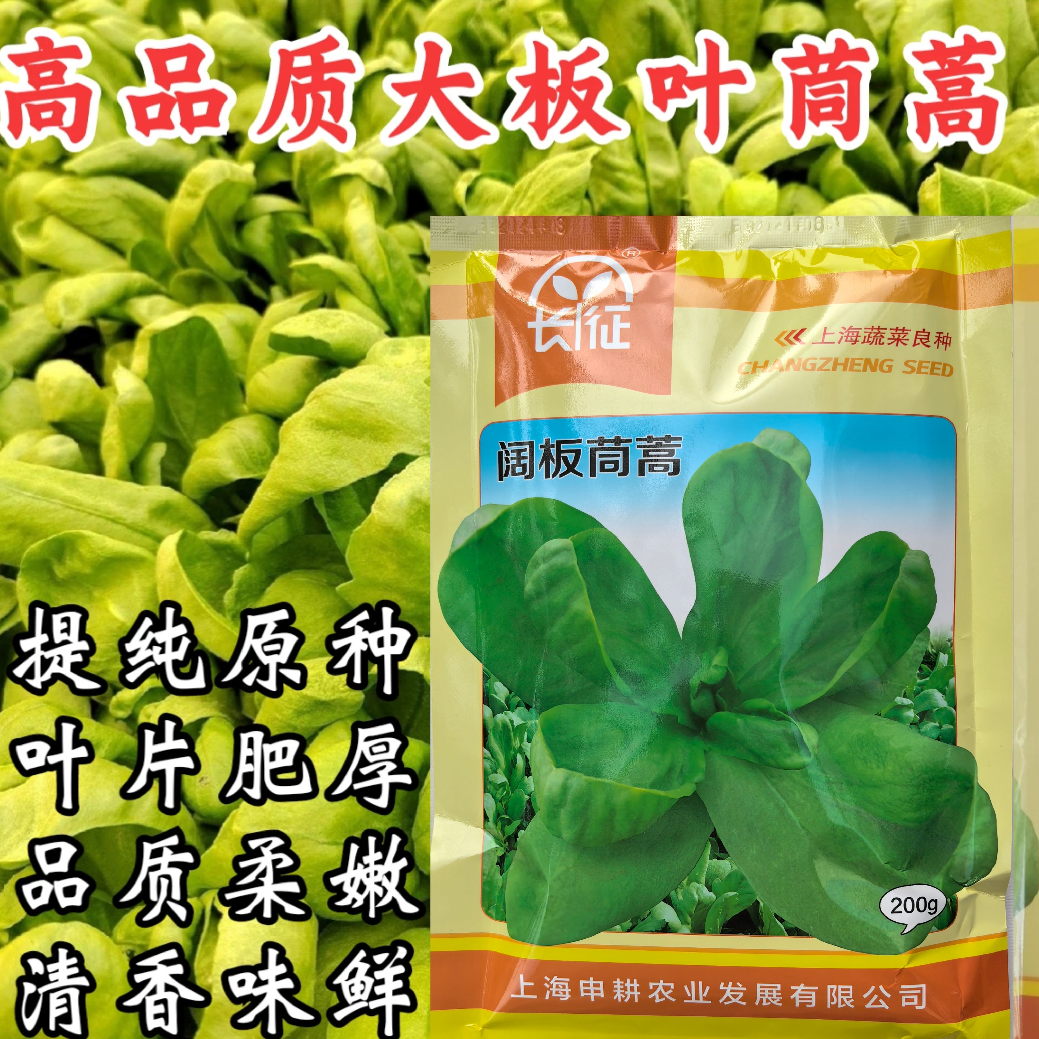 大板叶茼蒿种子长征阔耐