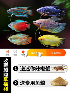 黄曼龙鱼蓝曼龙五彩丽丽黄金马甲球鱼珍珠马甲鱼热带鱼观赏鱼