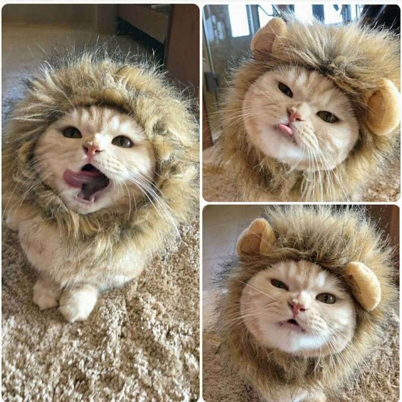 子猫咪头套可爱宠物头饰狗狗猫猫帽子金渐层拍照装饰宠物用品