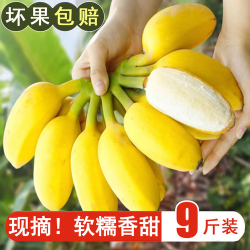 新鲜现摘丨广西小米蕉粉糯香蕉
